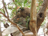 A koala sleeping in a tree, perched on top of a plastic sack.