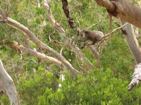 A koala stretching to reach some eucalyptus leaves in another branch.