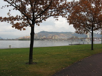 In the foreground stand two trees with orange leaves, between them is a view across a lake to a marina, high apartment blocks and a hill.
