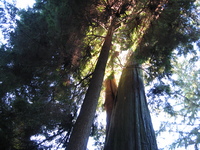 Looking up at the canopy of tall trees, sunlight streams through the branches.