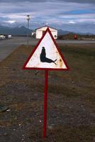 Warning! Elephant seals crossing!