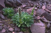 Kerguelen cabbage