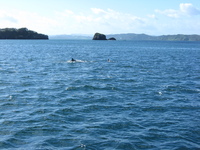 A few dolphins can be seen in the sea, small islands and land in the background