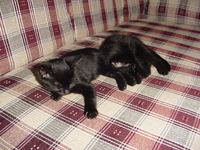 Kittens sleeping on the sofa