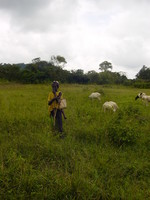 Fulani boy with sheep