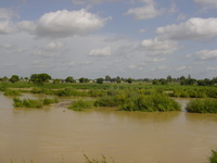 Grass, trees and a muddy river