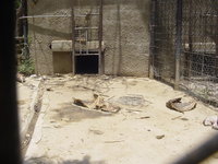A small zoo cage with a building at the back, lumps of rotting meat lying on the ground