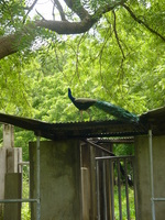 A peacock walks along the top of a concrete structure.