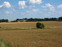 Fields of golden crops stretch away from the camera, divided in the middle by a hedge with a single tree.  In the background red-painted farm buildings sit among trees.