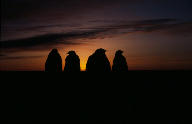 Emperor penguins in the dark, huddled in front of the rising sun