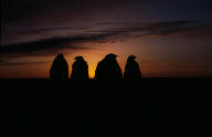 Emperor penguins against the sun