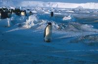 Emperor penguin, group to one side, cliffs in background