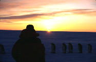 Penguins walking in line, sun on horizon