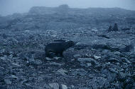 Seals in the mist