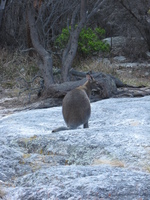 A wallaby (or something like one) sits on a rock in front of trees.