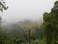 Clouds drifting through an open space in the forest