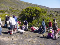 Tree surrounded by walkers and porters