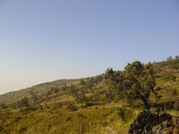 Mediterranean-looking trees and landscape on the side of the mountain