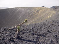 Scruffy-looking plant on the edge of a crater, more growing in background