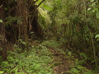 Path leading through forest