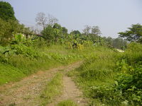 tractor track leading uphill