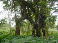 A natural arch of trees