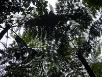 Looking up at a canopy of tree ferns