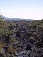 Path through bushes and lava flows