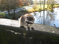 A raccoon sits on the parapet of a bridge.