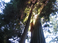 The sun shines through trees in Stanely Park. Looking up at the canopy of tall trees, sunlight streams through the branches.