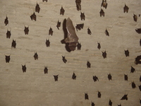 Bats handing from a whitewashed vaulted ceiling, one flying past.