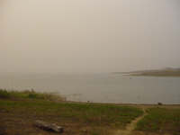 A lakeshore with dead trees sticking out of the water.  Poor visibility due to dust.