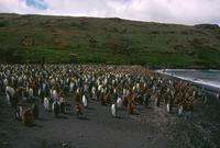 King penguin colony