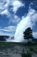 Old Faithful erupts