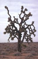 Joshua tree