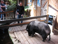 A tourist nervously throws bread to a very large black pig.