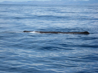 Part of a whale can be seen on the surface of the water.