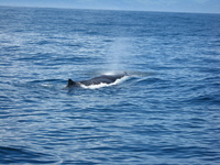 Part of a whale can be seen on the surface of the water, a cloud of water and air is spouting from his blowhole.