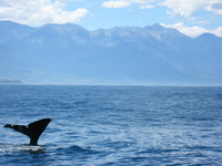 A whale's tail can be seen disappearing into the ocean in front of mountains.