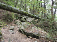 A rusted iron pipe crosses a gully between tree-covered slopes.