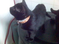 Tracey in her glittery collar