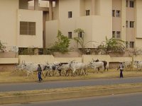 Cows being herded along the road opposite the Rockview Hotel, Abuja