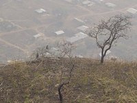 Baboons sitting in trees on the edge of a hill