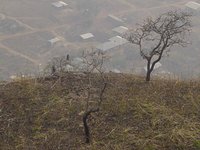 Baboons sitting in trees on the edge of a hill