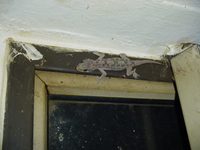 Picture of a gecko clinging to our kitchen window