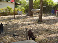 Two cows and a goat standing under some trees next to a house