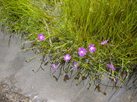 Flowers growing in a puddle on top of the rock