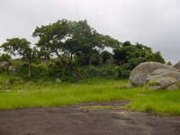 Trees growing on top of the rock