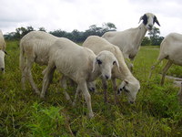 Grazing sheep