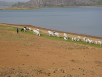 Boy herding his cattle round the reservoir